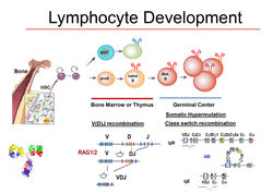 Lympohcyte CSR + VDJ+ hema