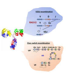 antibody