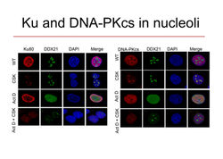KU-PK in nucleoli